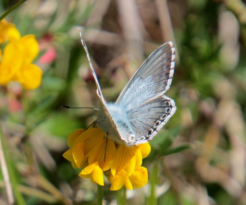 Polyommatus coridon?